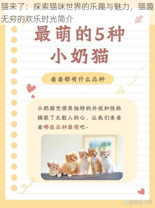 猫来了：探索猫咪世界的乐趣与魅力，猫趣无穷的欢乐时光简介