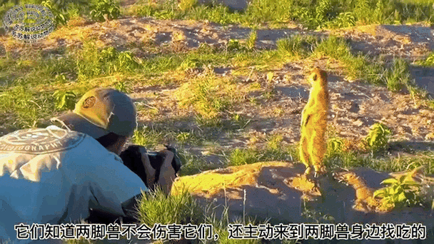 ZOOM 动物高清摄像头，捕捉动物世界的每一个精彩瞬间