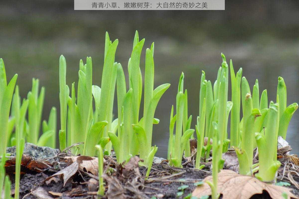 青青小草、嫩嫩树芽：大自然的奇妙之美