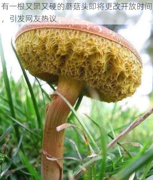 有一根又黑又硬的蘑菇头即将更改开放时间，引发网友热议