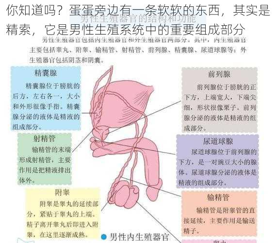 你知道吗？蛋蛋旁边有一条软软的东西，其实是精索，它是男性生殖系统中的重要组成部分