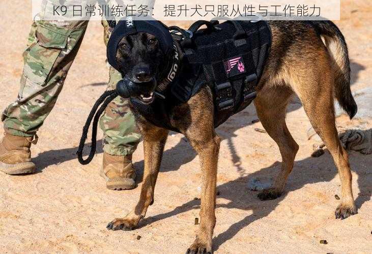 K9 日常训练任务：提升犬只服从性与工作能力