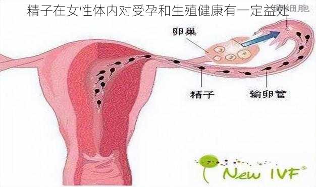 精子在女性体内对受孕和生殖健康有一定益处