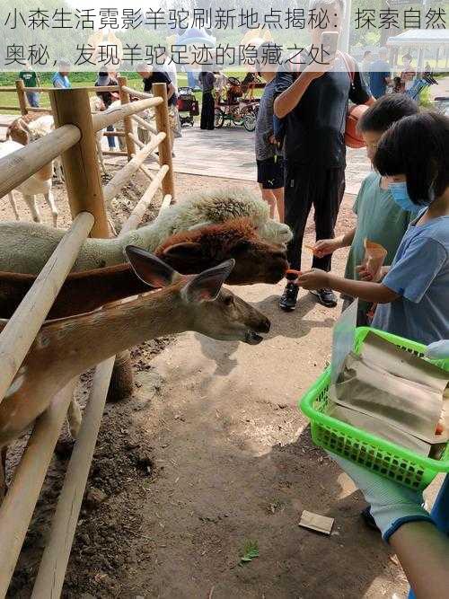 小森生活霓影羊驼刷新地点揭秘：探索自然奥秘，发现羊驼足迹的隐藏之处