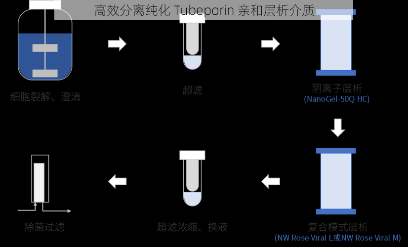 高效分离纯化 Tubeporin 亲和层析介质