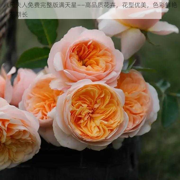 八尺夫人免费完整版满天星——高品质花卉，花型优美，色彩鲜艳，花期长