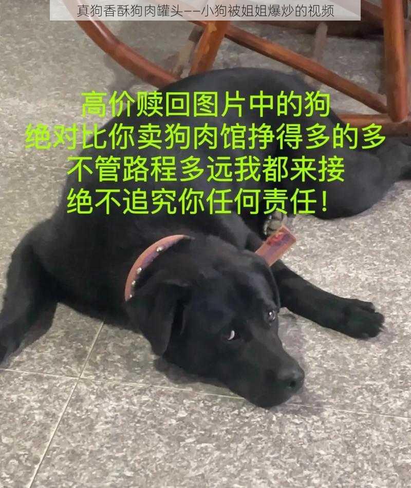 真狗香酥狗肉罐头——小狗被姐姐爆炒的视频