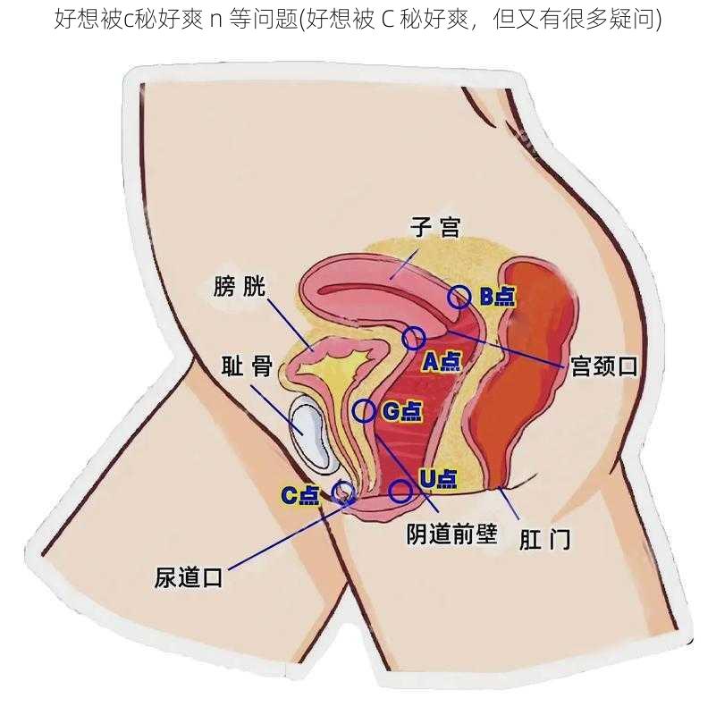 好想被c秘好爽 n 等问题(好想被 C 秘好爽，但又有很多疑问)