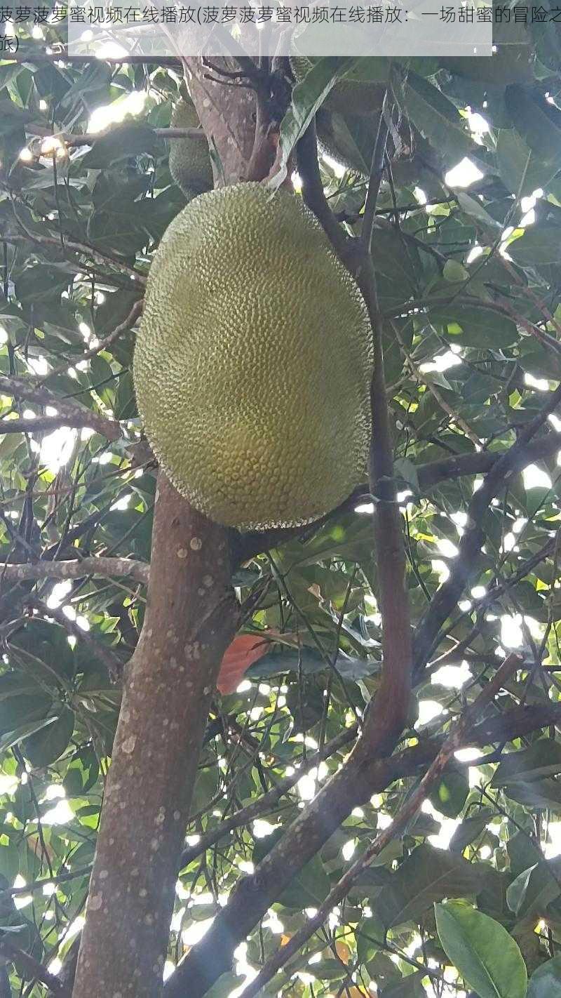 菠萝菠萝蜜视频在线播放(菠萝菠萝蜜视频在线播放：一场甜蜜的冒险之旅)