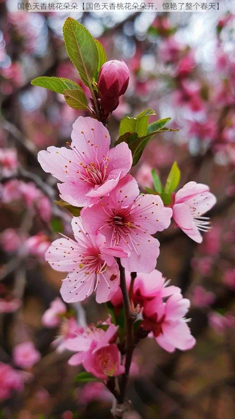 国色天香桃花朵朵【国色天香桃花朵朵开，惊艳了整个春天】