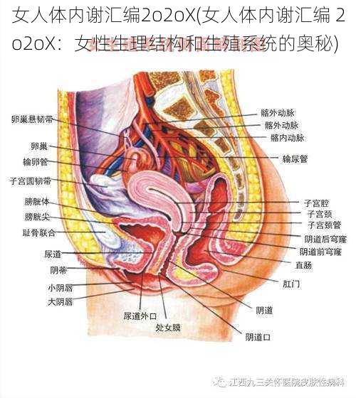 女人体内谢汇编2o2oX(女人体内谢汇编 2o2oX：女性生理结构和生殖系统的奥秘)