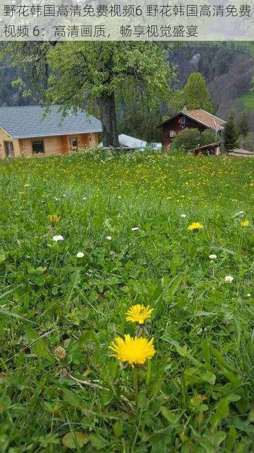 野花韩国高清免费视频6 野花韩国高清免费视频 6：高清画质，畅享视觉盛宴