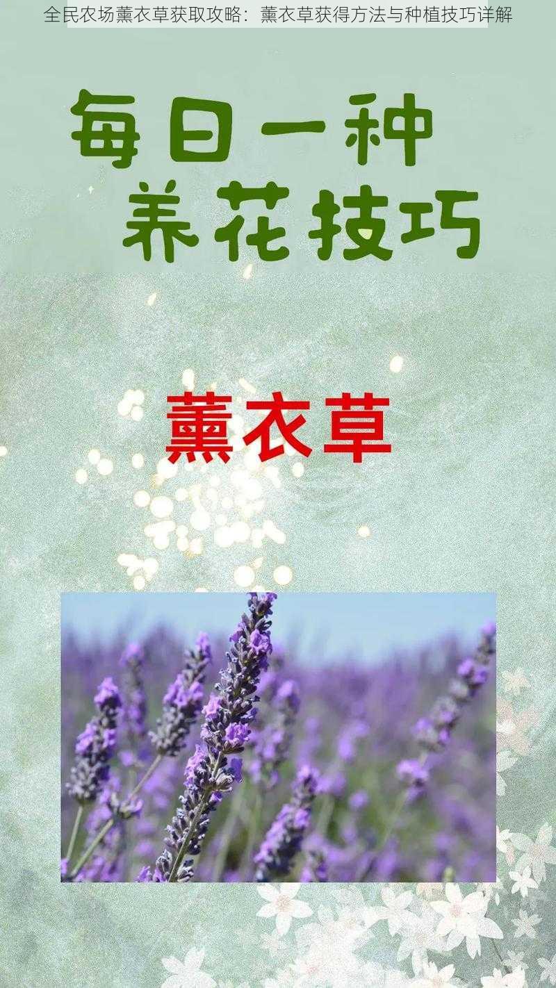 全民农场薰衣草获取攻略：薰衣草获得方法与种植技巧详解