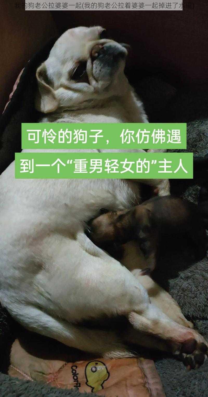 我的狗老公拉婆婆一起(我的狗老公拉着婆婆一起掉进了水里)